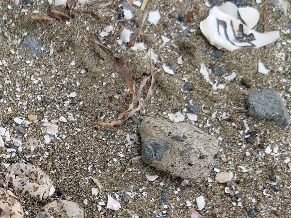 「あなたの足が小さな命を奪った」　立ち入り禁止エリアに『マナー違反者』が踏み入って？