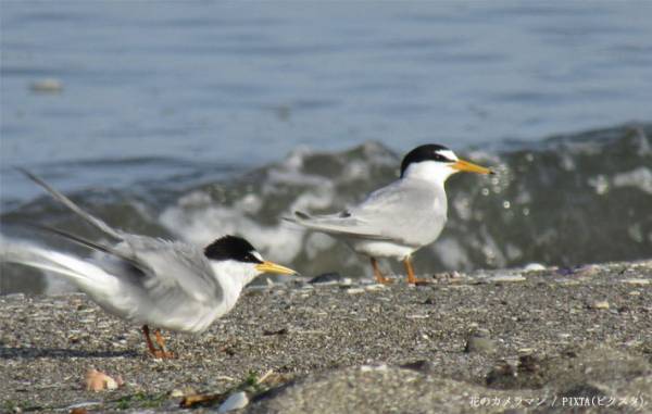 「あなたの足が小さな命を奪った」　立ち入り禁止エリアに『マナー違反者』が踏み入って？