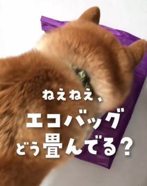 エコバッグ、コンパクトに畳むには？　画期的な３選に「なるほど！」「参考になる」