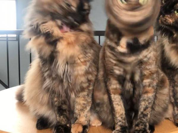 写真の真ん中に写る猫の顔にご注目　「こんなの笑う」