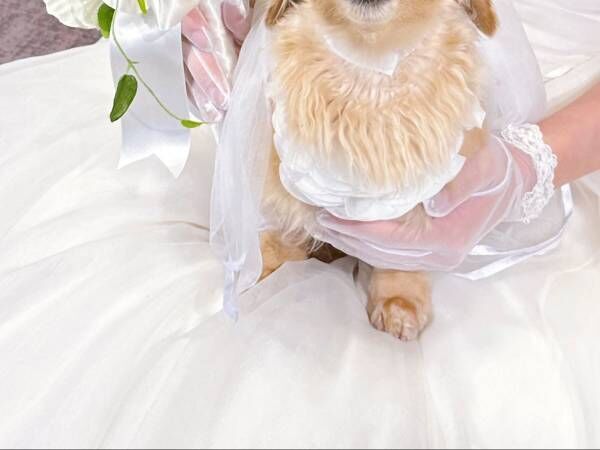 飼い主の結婚式に参加した犬　『正装』もして、さらに見せた『お顔』が奇跡！