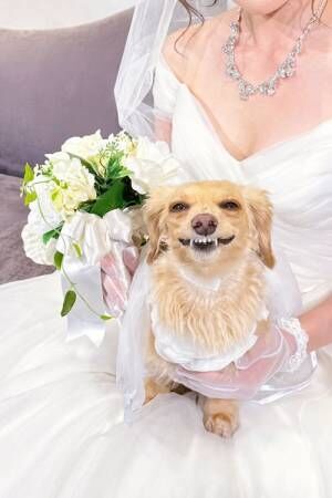 飼い主の結婚式に参加した犬　『正装』もして、さらに見せた『お顔』が奇跡！