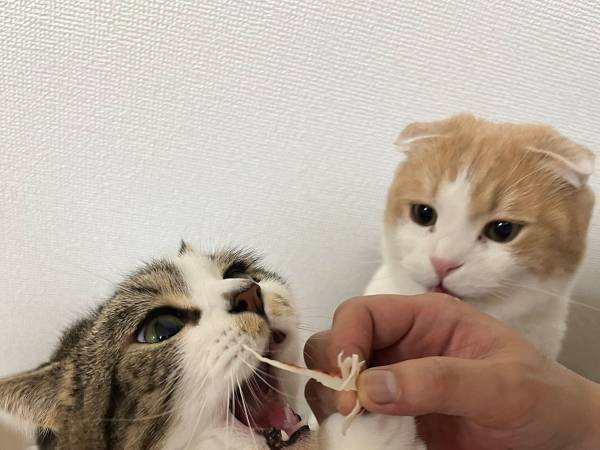 カニカマを見た猫が大興奮！　２匹の『温度差』に「可愛い」の声