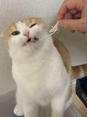 カニカマを見た猫が大興奮！　２匹の『温度差』に「可愛い」の声