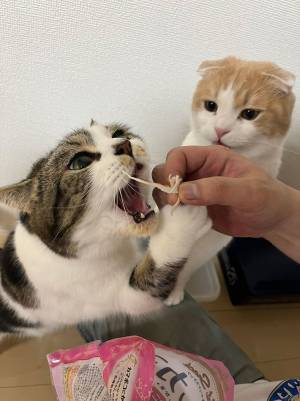 カニカマを見た猫が大興奮！　２匹の『温度差』に「可愛い」の声