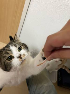 カニカマを見た猫が大興奮！　２匹の『温度差』に「可愛い」の声