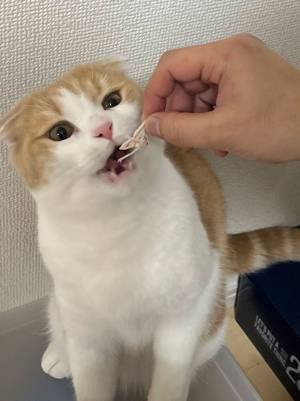 カニカマを見た猫が大興奮！　２匹の『温度差』に「可愛い」の声