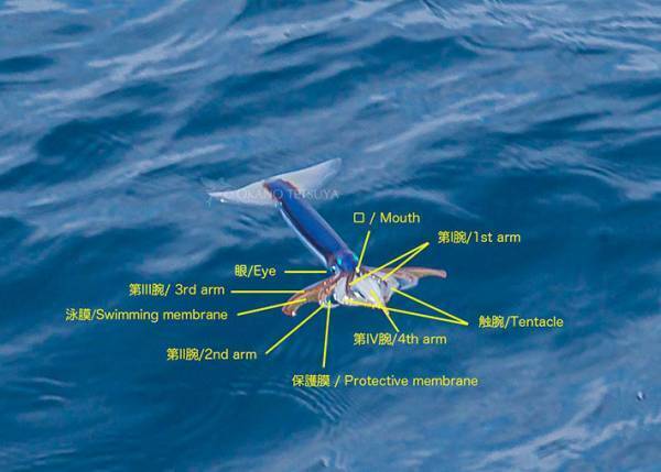 空飛ぶイカに「かっこいい」「機能美」　１年ぶりに見られた光景に感動