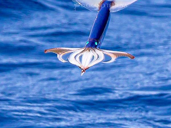 空飛ぶイカに「かっこいい」「機能美」　１年ぶりに見られた光景に感動