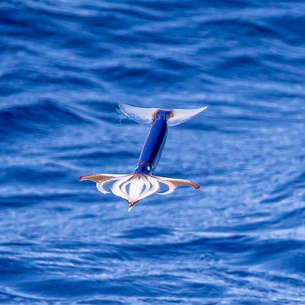 空飛ぶイカに「かっこいい」「機能美」　１年ぶりに見られた光景に感動