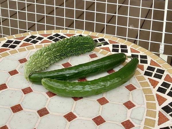 「花壇でゴーヤがとれました」　収穫の写真に多くの人が笑ったワケとは？　「後ろ、後ろ」