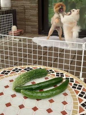 「花壇でゴーヤがとれました」　収穫の写真に多くの人が笑ったワケとは？　「後ろ、後ろ」