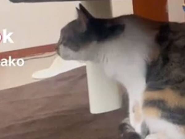 「見たことない角度」　テーブル下の猫の姿勢に「マックスレベルの猫背か」