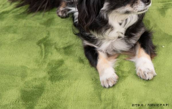 カーペットに『色むら』が？　疑問に日本カーペット工業組合が回答