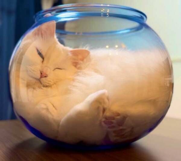 『液体化』する猫が「めっちゃ気持ちよさそう」と話題に　「飲みたい」「原型が…」
