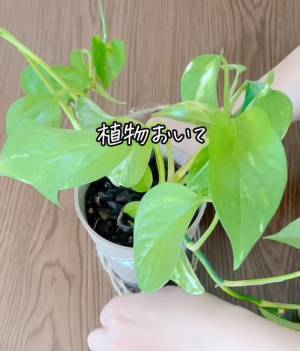 家に余っている麻ひも　便利な活用法に「意外と頑丈」「真似したい」