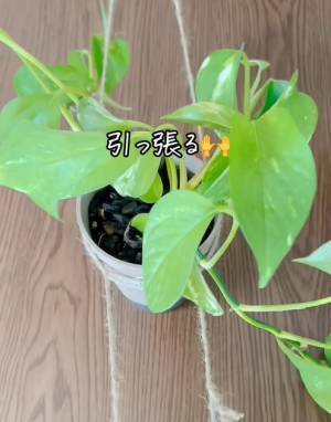 家に余っている麻ひも　便利な活用法に「意外と頑丈」「真似したい」