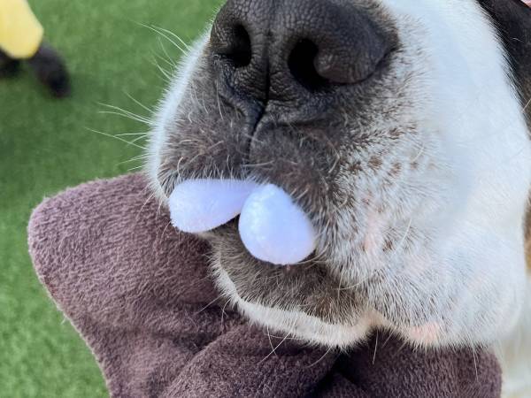 飼い主「返して…」　セントバーナードの姿に「１人で爆笑した」「鼻水噴いたわ！」