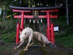 新潟・長岡の神社に現れた、『ある動物』とは…？　「ロケーションとバッチリ」「神々しい」