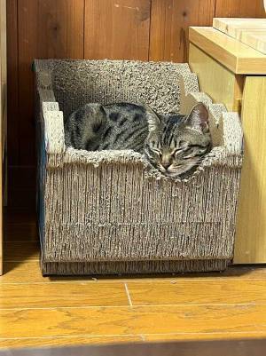 「計画的だったら天才」　猫が爪とぎしていた理由が、変わっていた…！