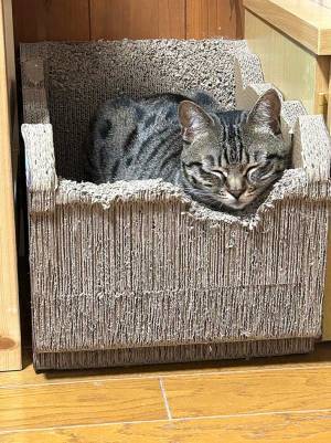 「計画的だったら天才」　猫が爪とぎしていた理由が、変わっていた…！