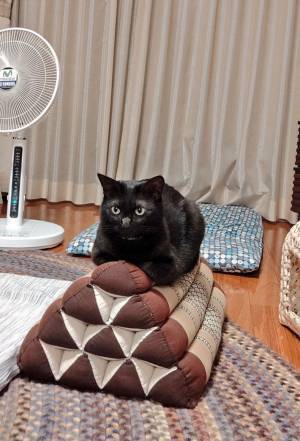 『座りづらそうな場所』がお気に入りな猫の写真に「強い意志を感じる」「器用だなあ」