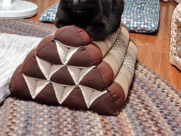 『座りづらそうな場所』がお気に入りな猫の写真に「強い意志を感じる」「器用だなあ」