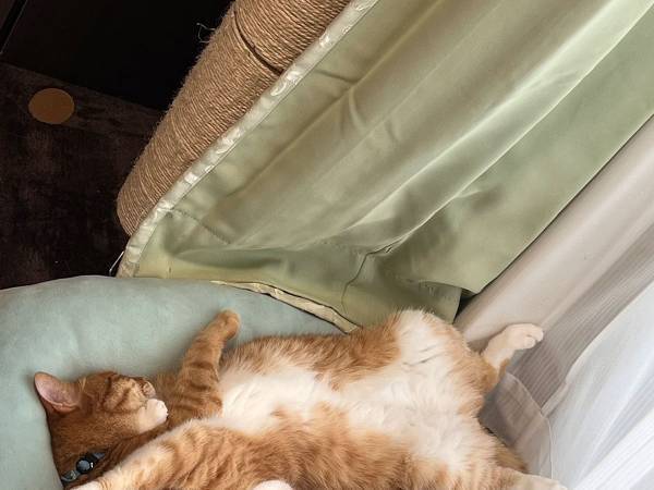 「平和で幸せそう」「癒されました…」　エアコンが効いた部屋　猫たちの寝姿が？