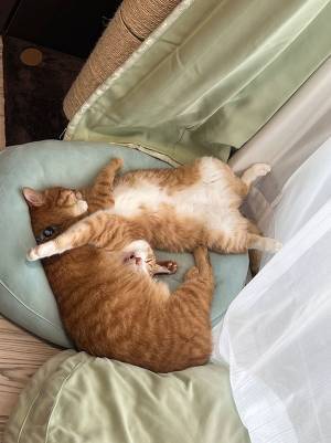 「平和で幸せそう」「癒されました…」　エアコンが効いた部屋　猫たちの寝姿が？