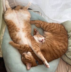 「平和で幸せそう」「癒されました…」　エアコンが効いた部屋　猫たちの寝姿が？