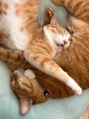 「平和で幸せそう」「癒されました…」　エアコンが効いた部屋　猫たちの寝姿が？