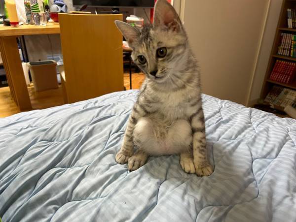 カラスに襲われているところを保護された猫　飼い主の家で見せた姿に「猫、辞めたらしいです」