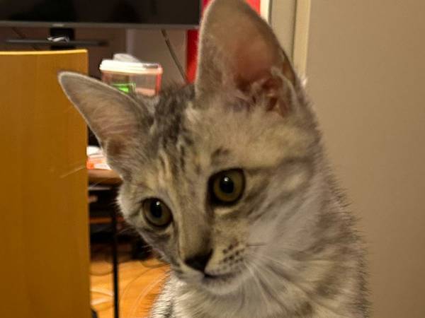 カラスに襲われているところを保護された猫　飼い主の家で見せた姿に「猫、辞めたらしいです」