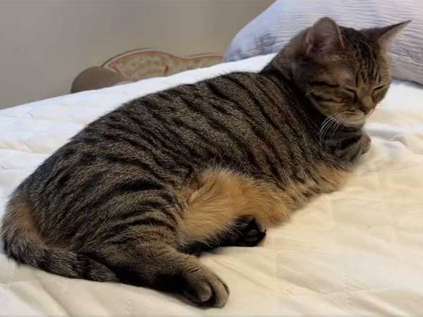 「もう全身がかわいい！」猫のある一瞬を収めた１４秒の動画に、多くの人が虜に…