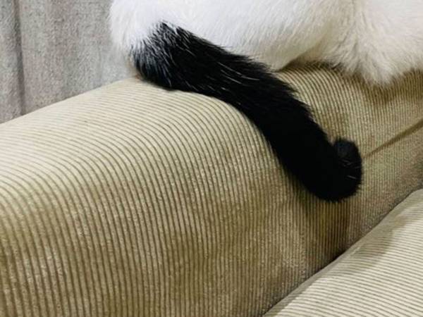 「これは飼い主が育児で忙しく、無視されて拗ねてしまった猫」　わ…分かりやすすぎる！