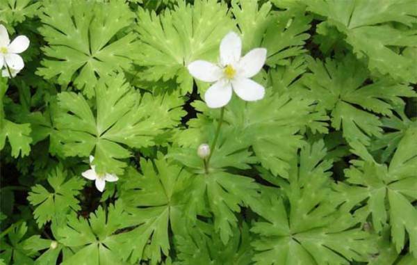 ニラとそっくりだけど…？　まさかの正体に「怖すぎる」「間違えてしまいそう」