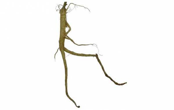 ニラとそっくりだけど…？　まさかの正体に「怖すぎる」「間違えてしまいそう」