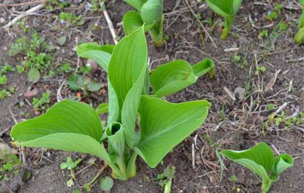 ニラとそっくりだけど…？　まさかの正体に「怖すぎる」「間違えてしまいそう」