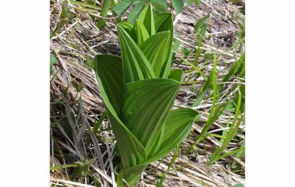 ニラとそっくりだけど…？　まさかの正体に「怖すぎる」「間違えてしまいそう」