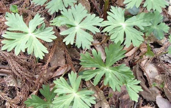 ニラとそっくりだけど…？　まさかの正体に「怖すぎる」「間違えてしまいそう」