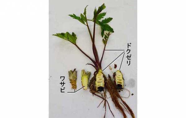 ニラとそっくりだけど…？　まさかの正体に「怖すぎる」「間違えてしまいそう」