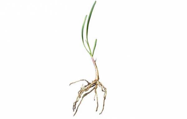 ニラとそっくりだけど…？　まさかの正体に「怖すぎる」「間違えてしまいそう」