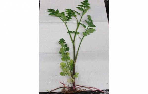 ニラとそっくりだけど…？　まさかの正体に「怖すぎる」「間違えてしまいそう」