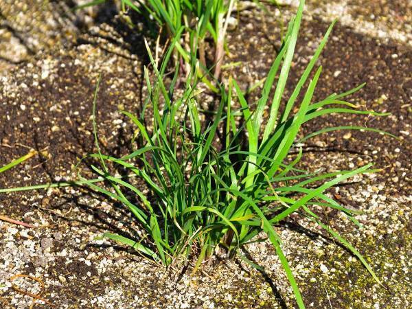 ニラとそっくりだけど…？　まさかの正体に「怖すぎる」「間違えてしまいそう」