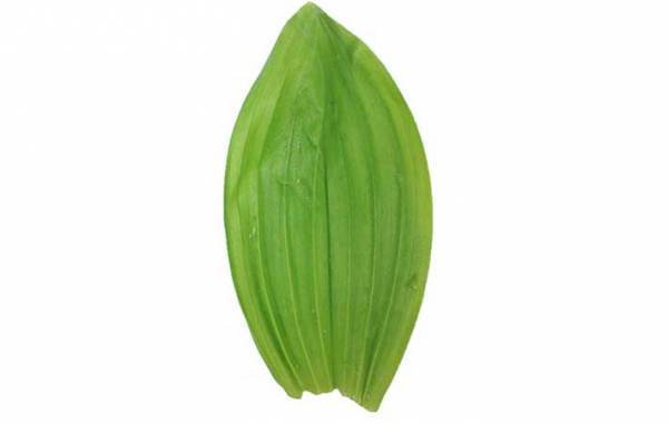 ニラとそっくりだけど…？　まさかの正体に「怖すぎる」「間違えてしまいそう」