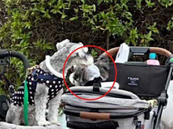 待ちに待った『犬のイベント』の撮影タイム　飼い主がズッコケた理由とは？