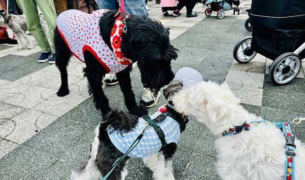 待ちに待った『犬のイベント』の撮影タイム　飼い主がズッコケた理由とは？