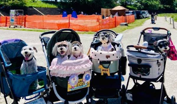 待ちに待った『犬のイベント』の撮影タイム　飼い主がズッコケた理由とは？