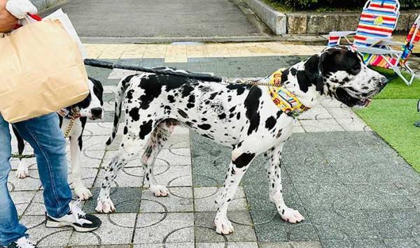 待ちに待った『犬のイベント』の撮影タイム　飼い主がズッコケた理由とは？