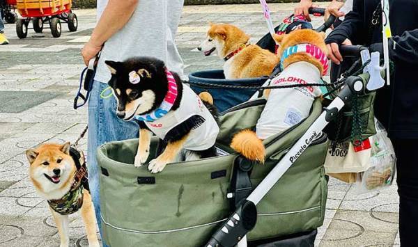 待ちに待った『犬のイベント』の撮影タイム　飼い主がズッコケた理由とは？